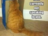 cat not speaking.jpg
