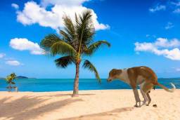 ZOOM-BACKGROUND-FUNNY-DOG-POOPING-ON-BEACH