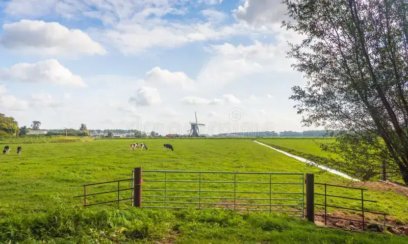 het-nederlandse-landschap-van-de-polder-met-weidende-koeien-weide-126660784.webp